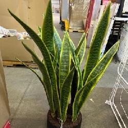 Artificial Snake Plant
