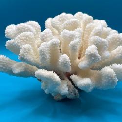 Stunning White Coral Specimen Large Natural Ocean Display