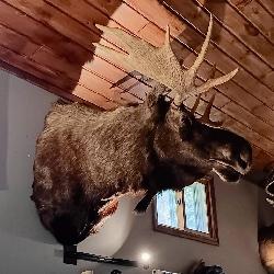 Rare Taxidermy - Moose