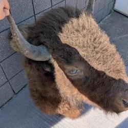 Taxidermy Collection - Bison
