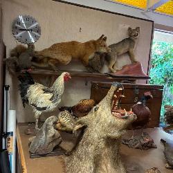 Taxidermy