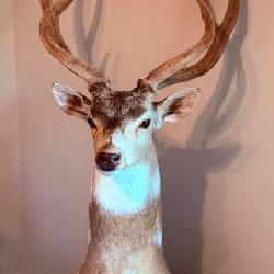 This Fri & Sat! ~Incredible Plano Estate Sale! Collectibles, Fine Furniture, MCM, Taxidermy, Antique Decoys, Lures, Fishing, Memorabilia, Vintage Fashion & Much More!