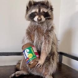 Ricky The Racoon
